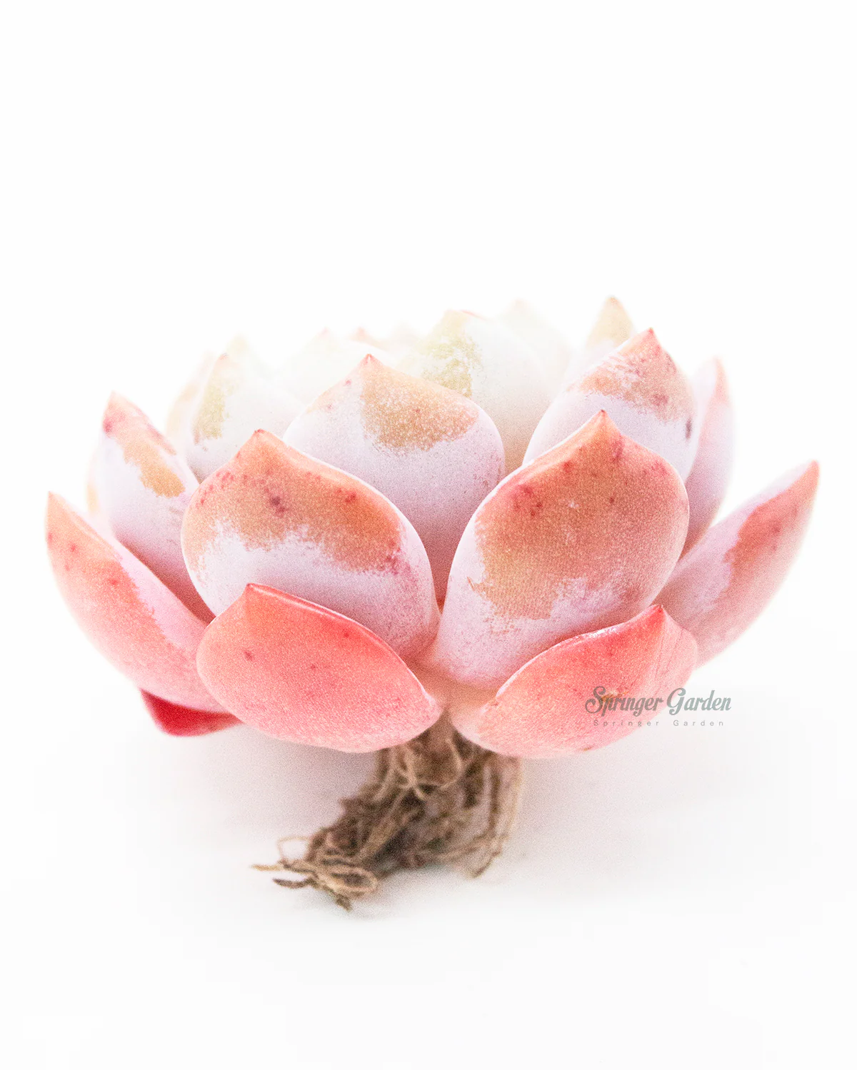 Echeveria Orange Monroe - Image 6