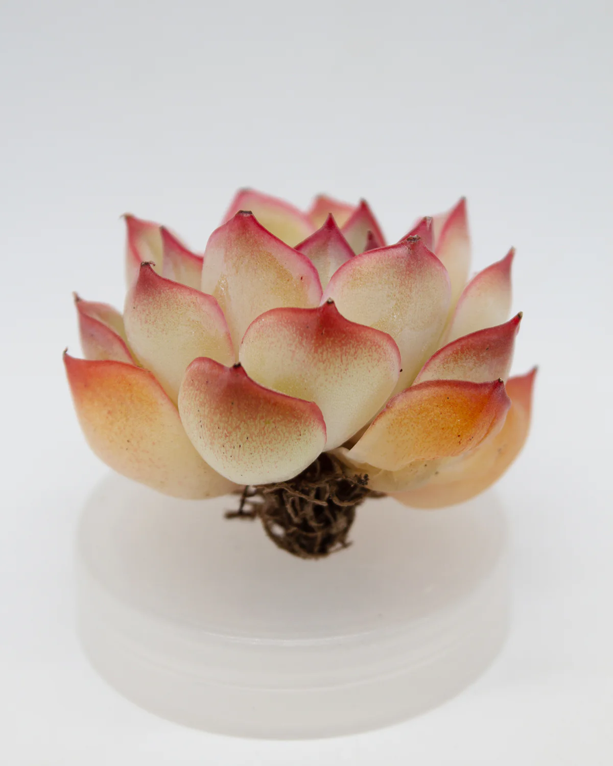 Echeveria Orion - Image 2