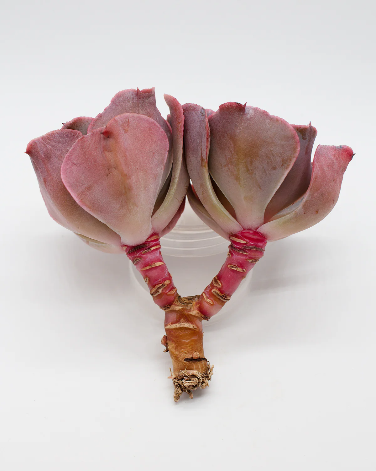 Echeveria Osmantus - Image 2
