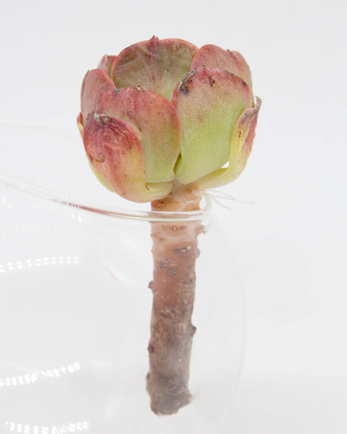 Echeveria Peach Pride - Image 2