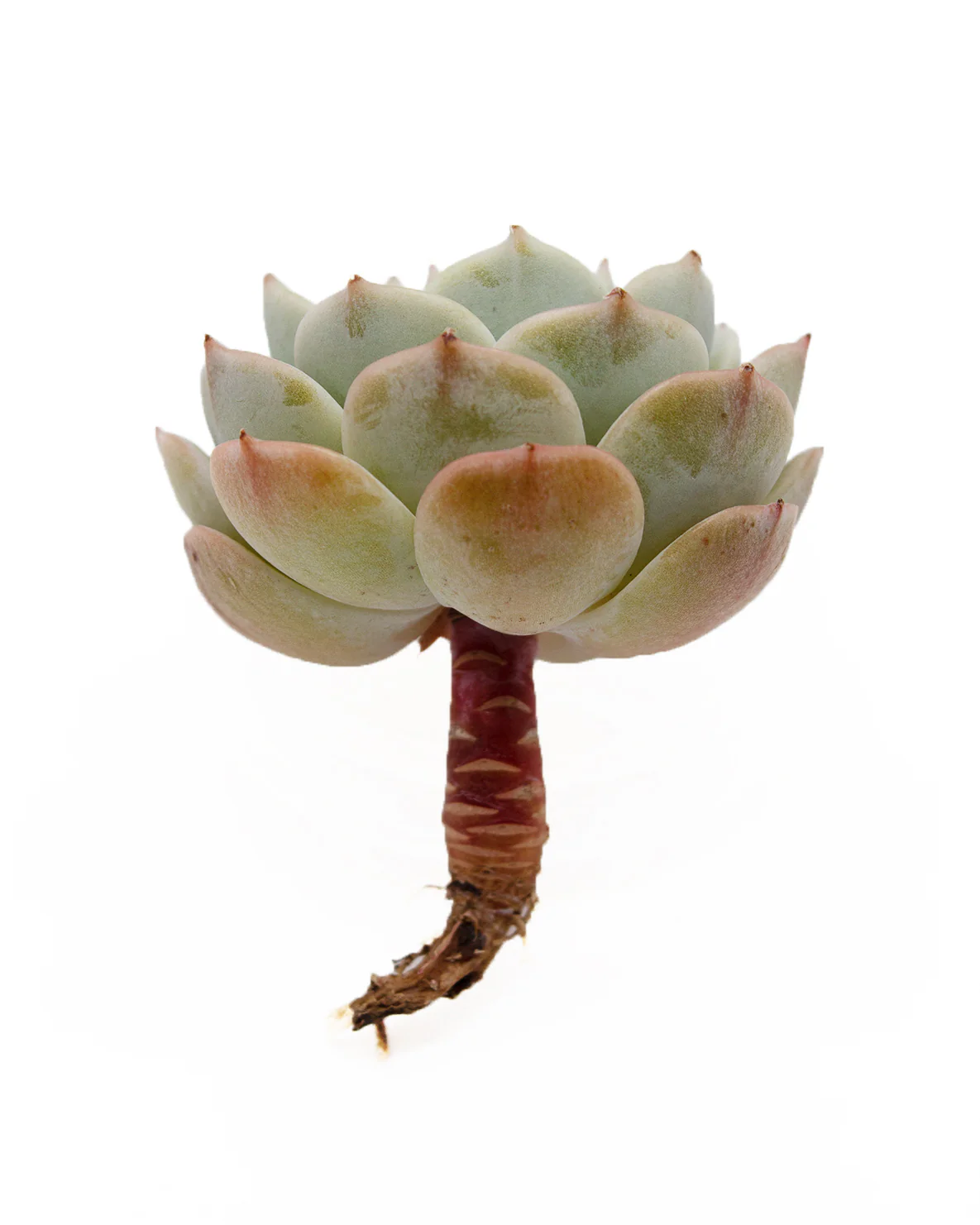 Echeveria Peacockckii Bluete - Image 2