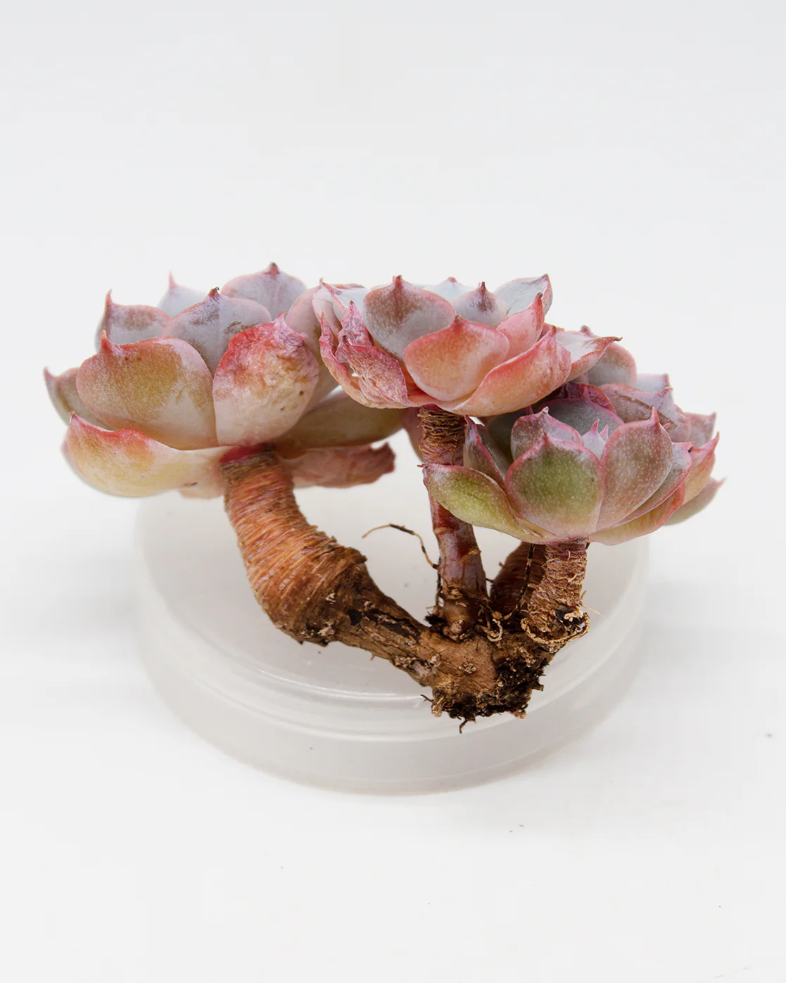 Echeveria Peacockii Subsessilis - Image 2