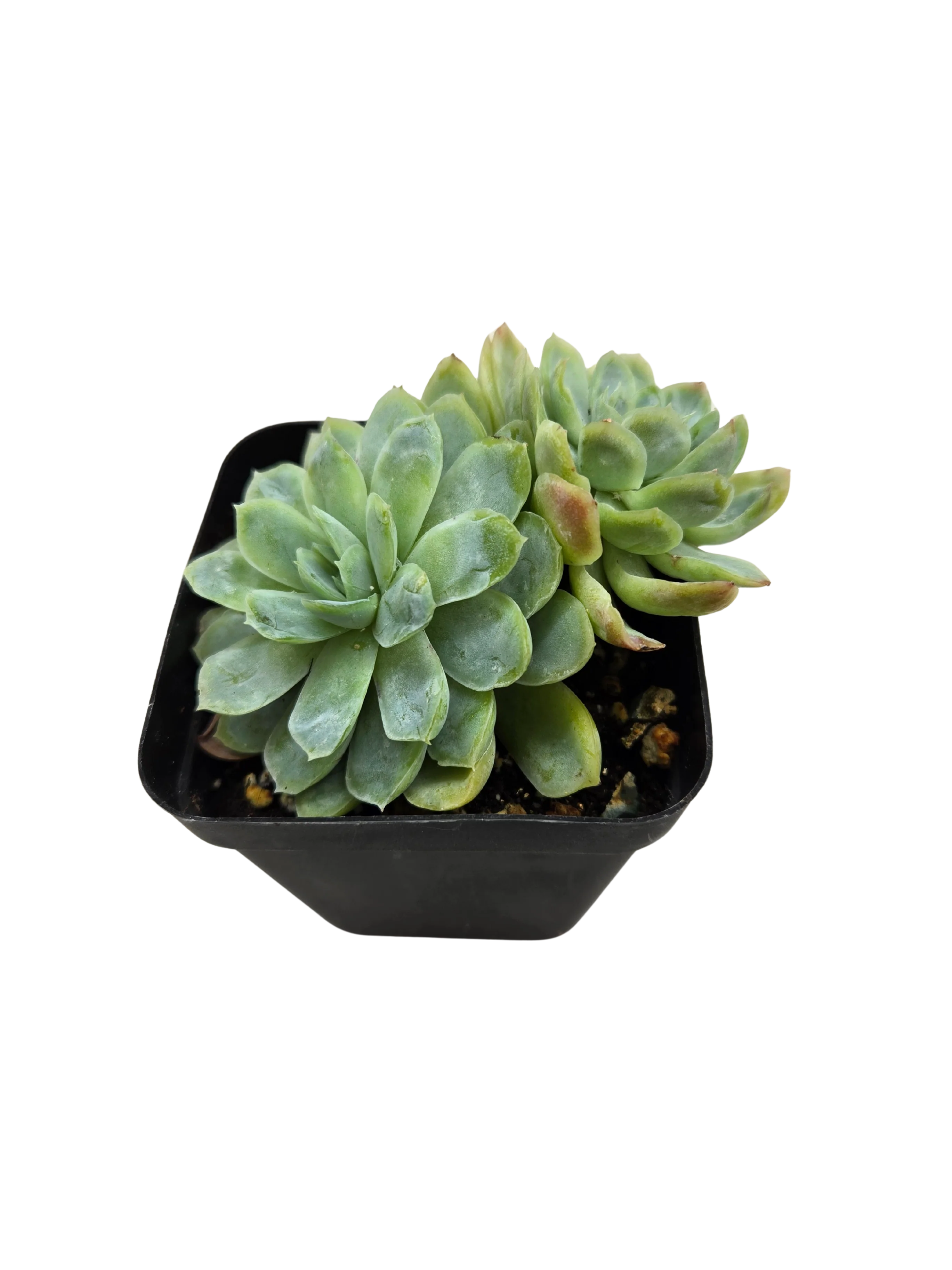 Echeveria Pearl