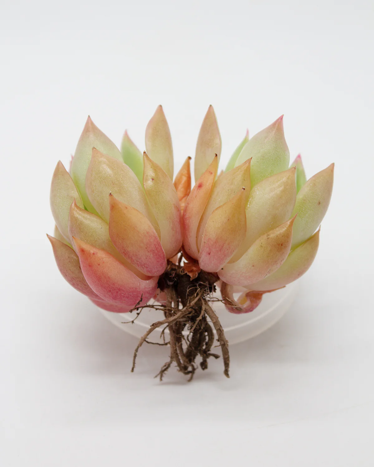 Echeveria Pink Dragon - Image 2