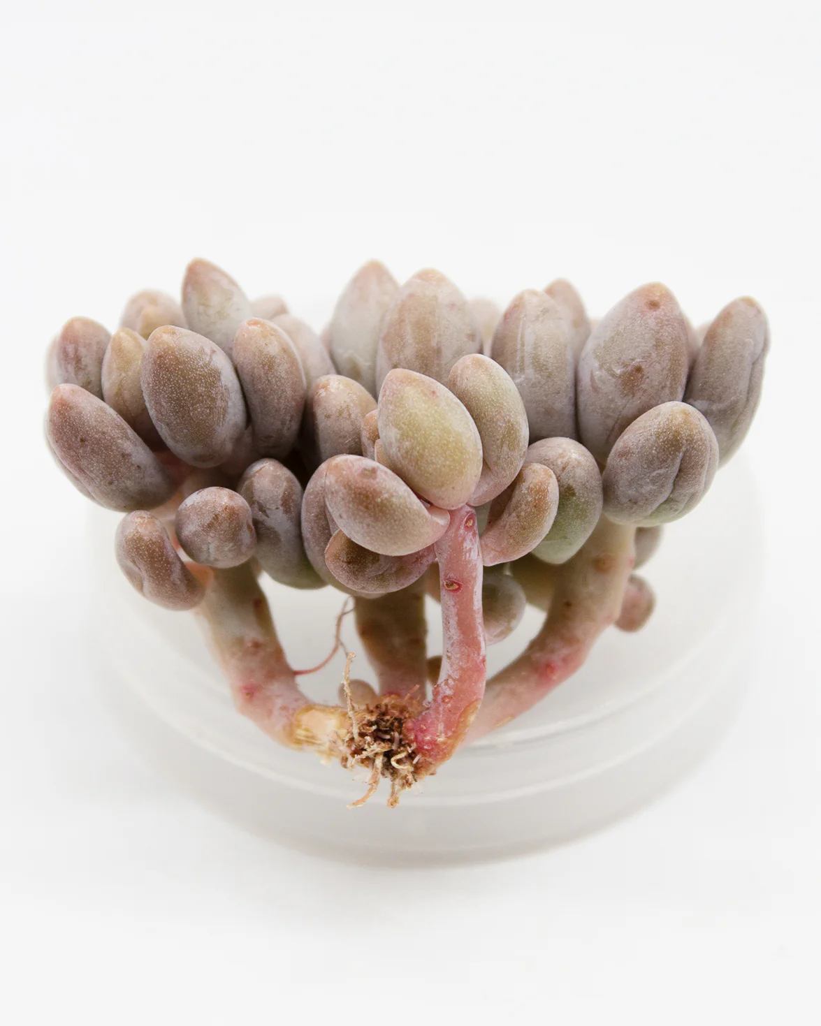 Echeveria Pink Lover - Image 2