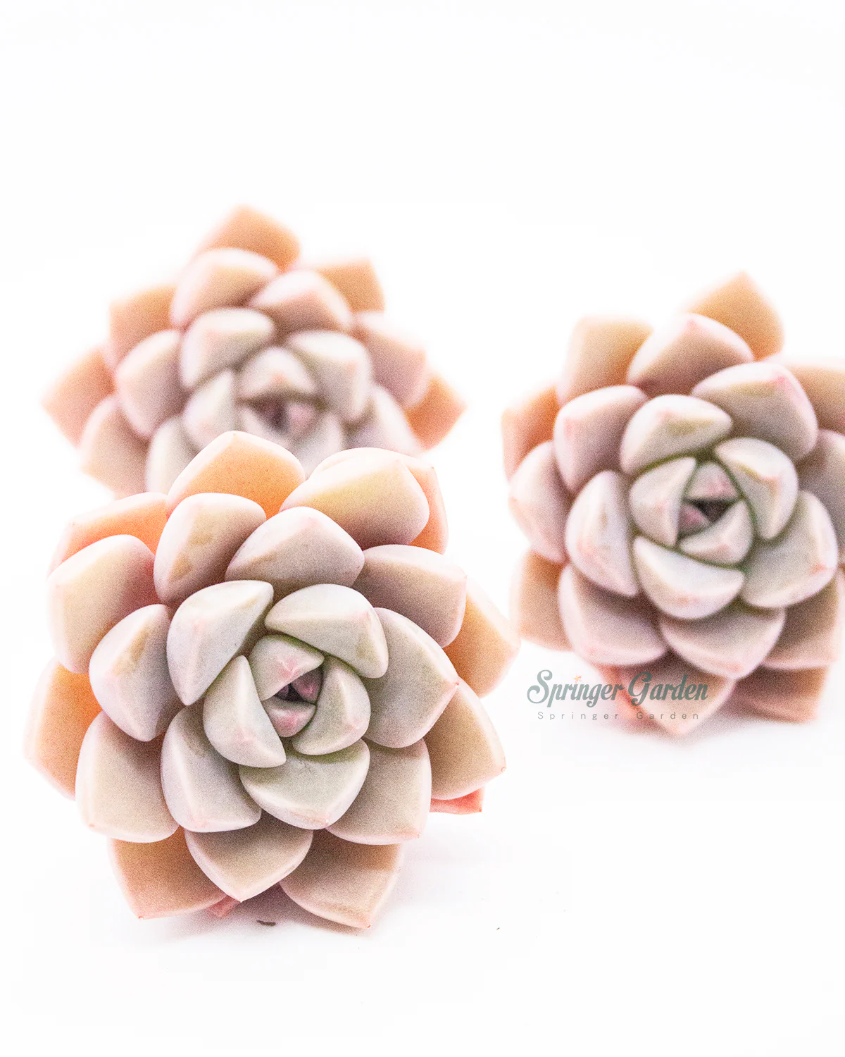 Echeveria Pretty In Pink - Image 4