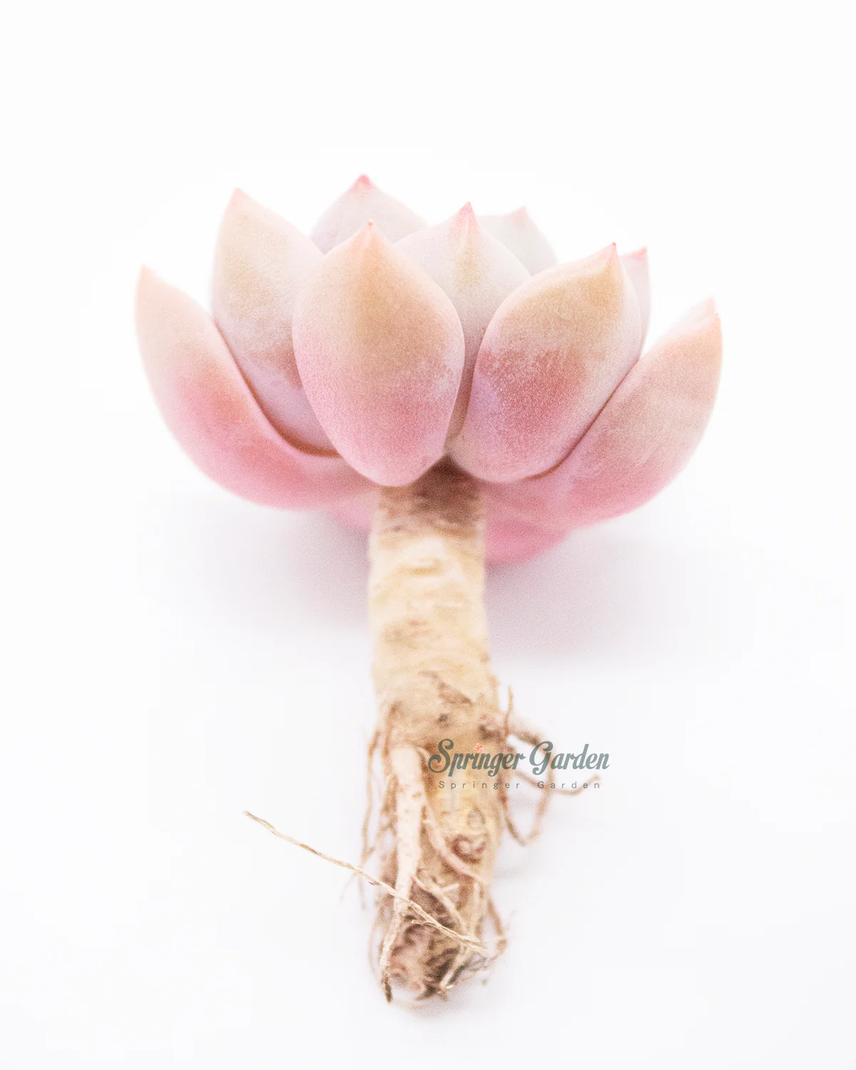 Echeveria Pretty In Pink - Image 5
