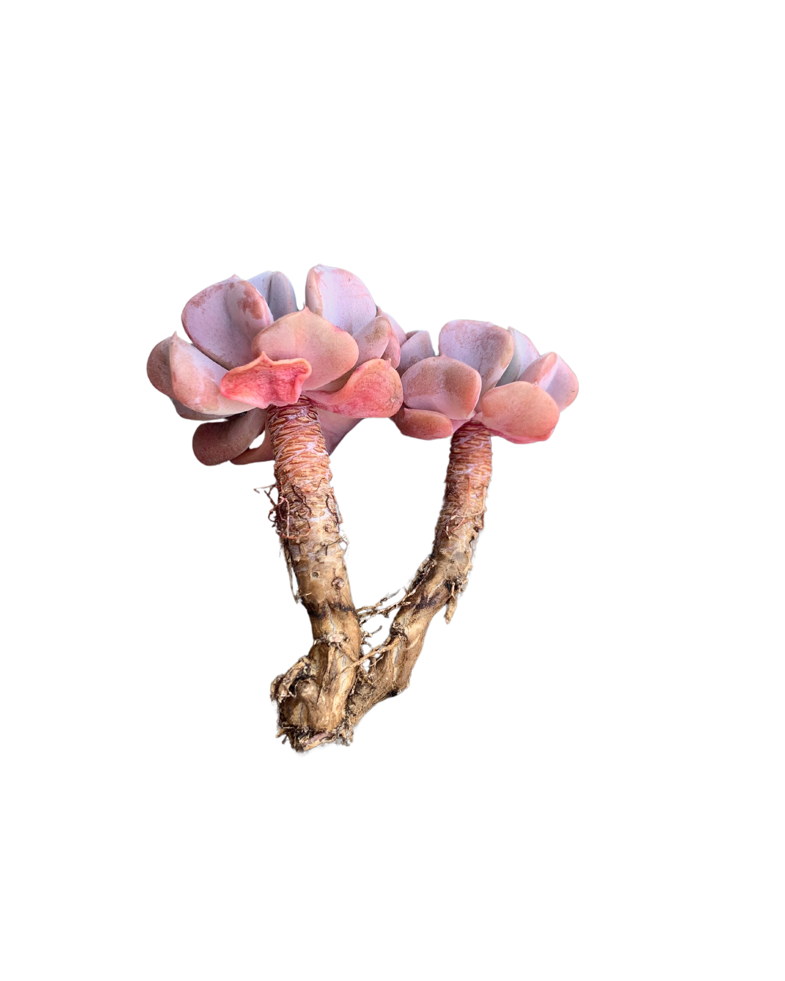 Echeveria Pulvinata Frosty - Image 2