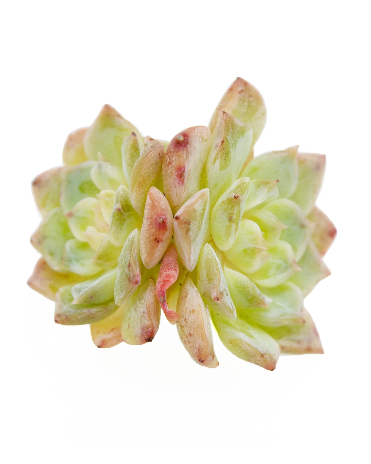 Echeveria Pure Love - Image 3
