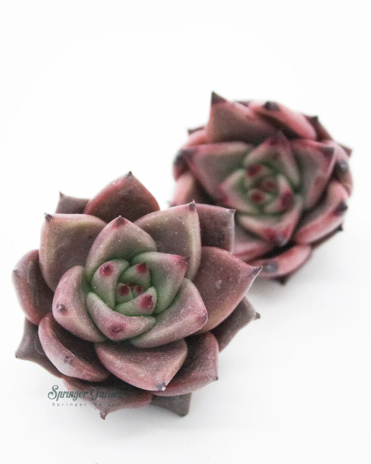 Echeveria Red Ebony - Image 2