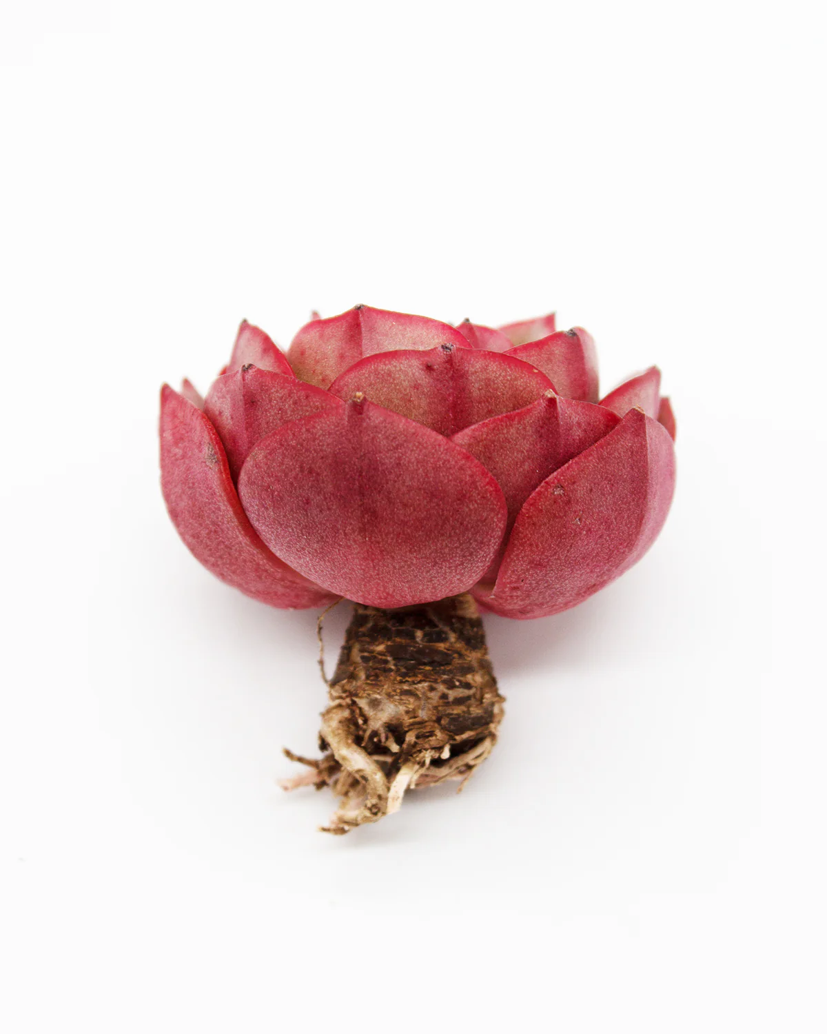 Echeveria Red Fantasy - Image 4
