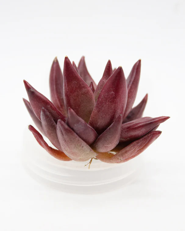 Echeveria Red Soul - Image 2