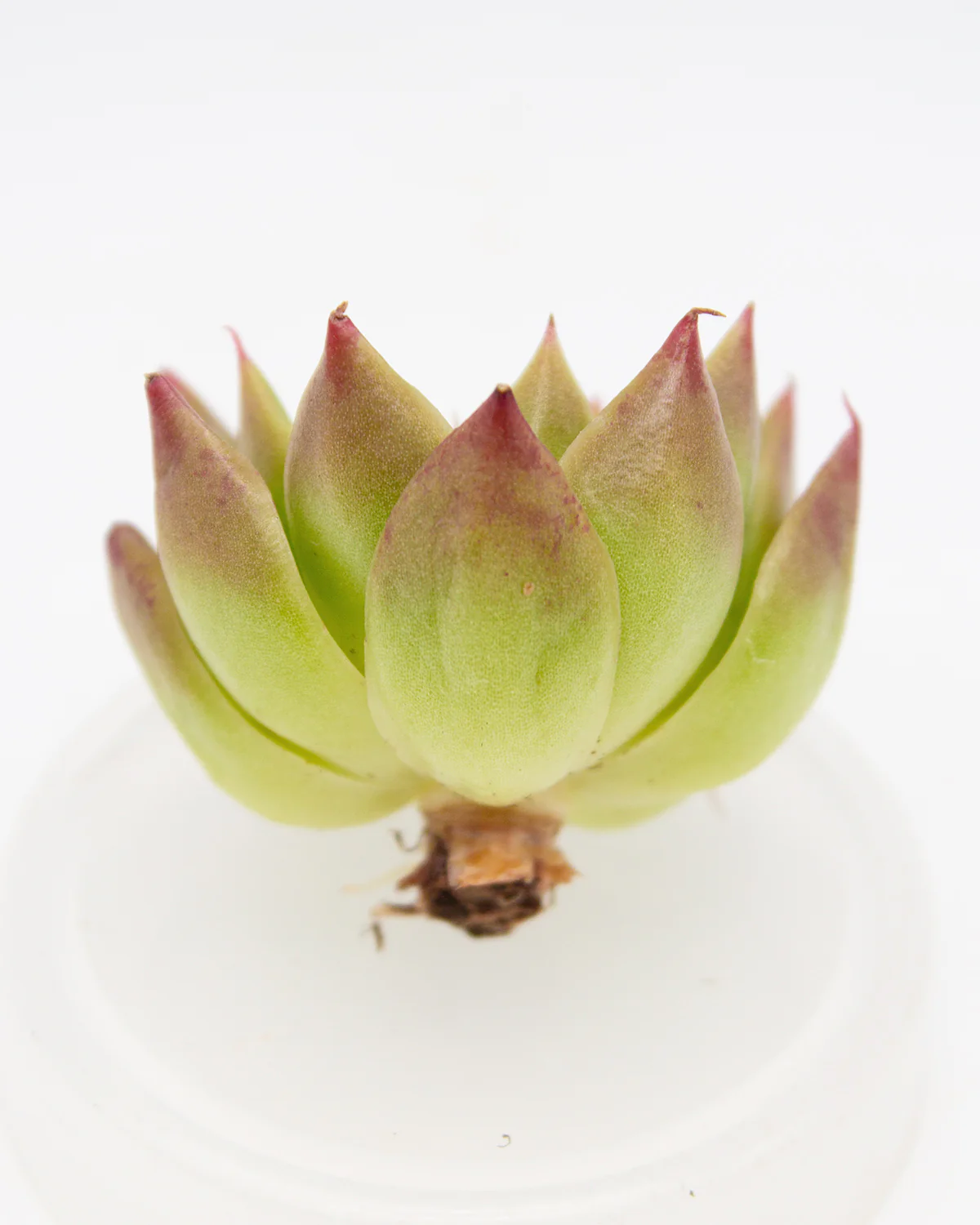 Echeveria Red Spy - Image 2