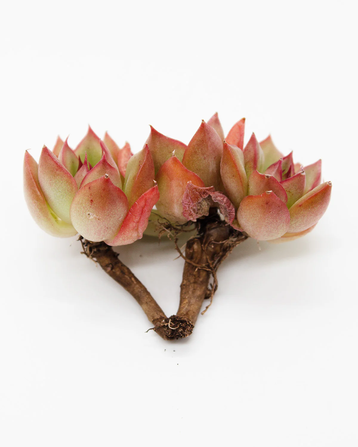 Echeveria Agavoides Red Top - Image 2
