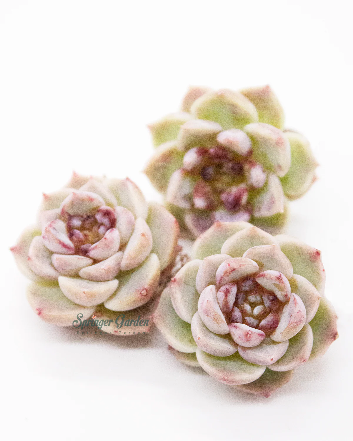 Echeveria Red Velvet - One Head - Image 10
