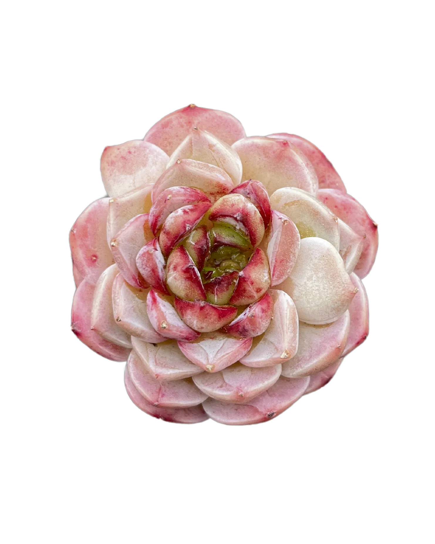 Echeveria Red Velvet - One Head - Image 3