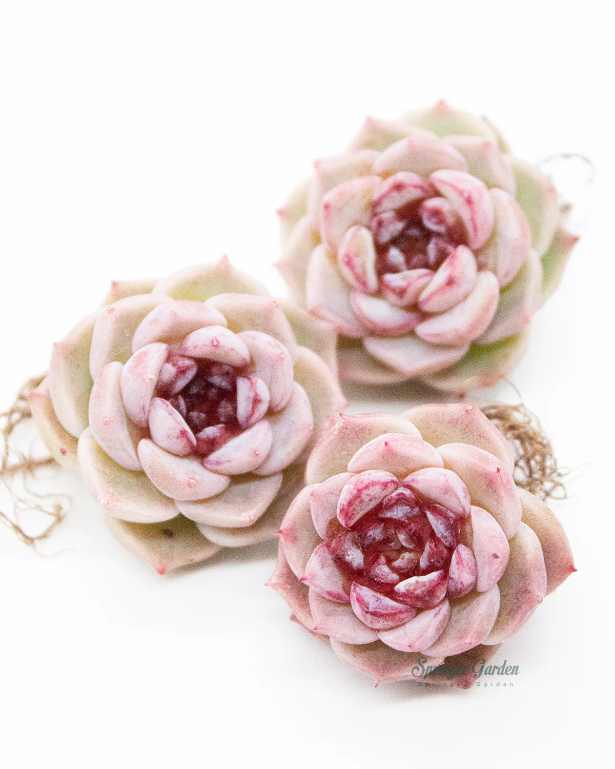 Echeveria Red Velvet - One Head - Image 8