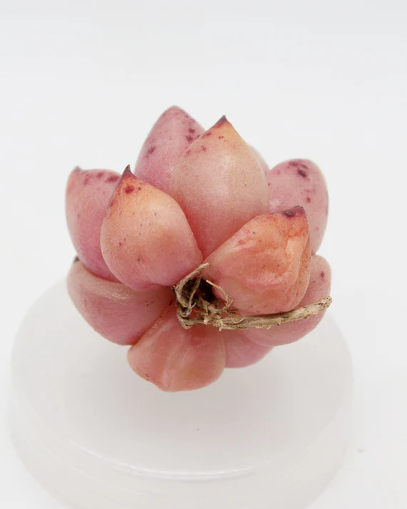Echeveria Roca - Image 2