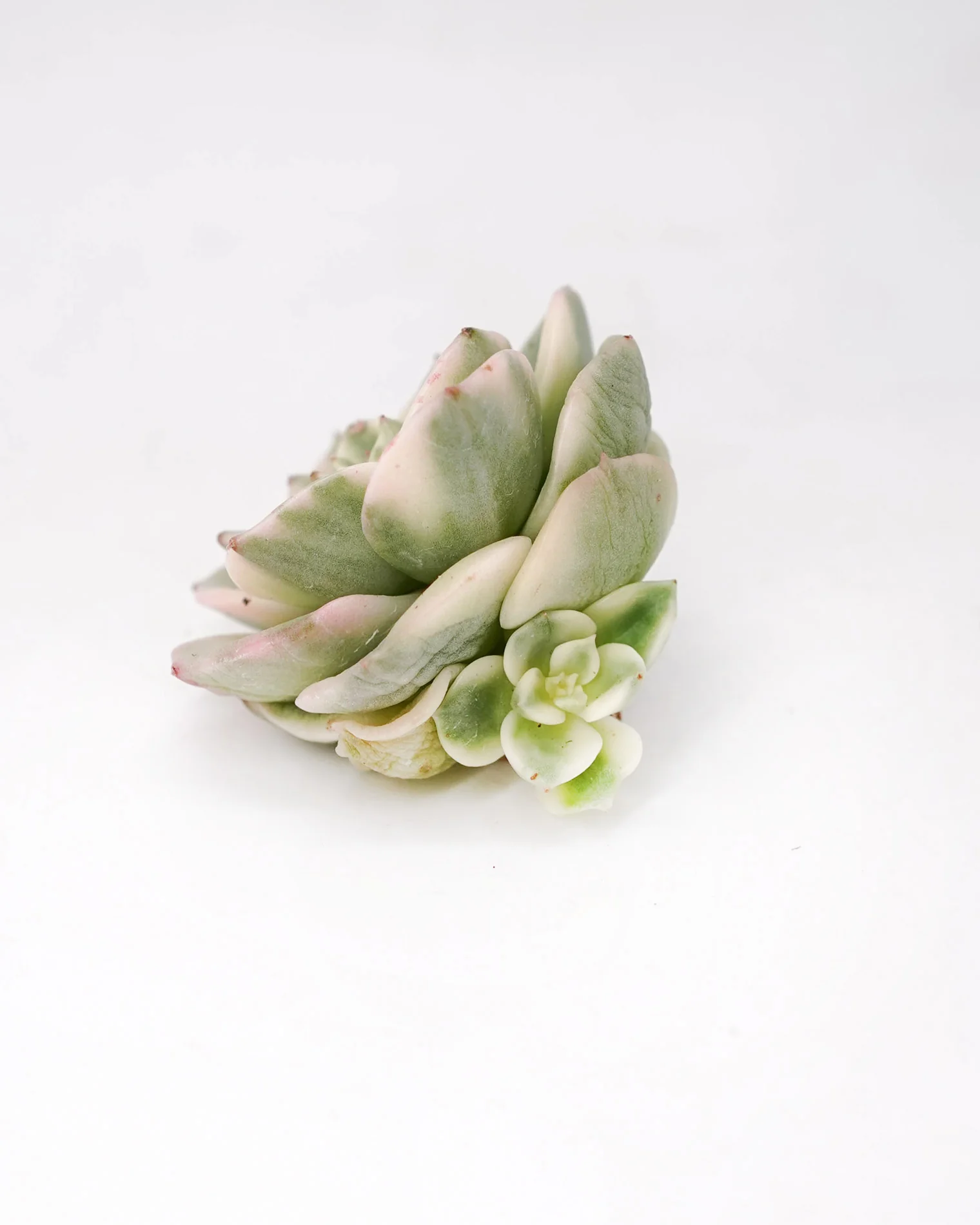 Echeveria Rolly var. - Image 3