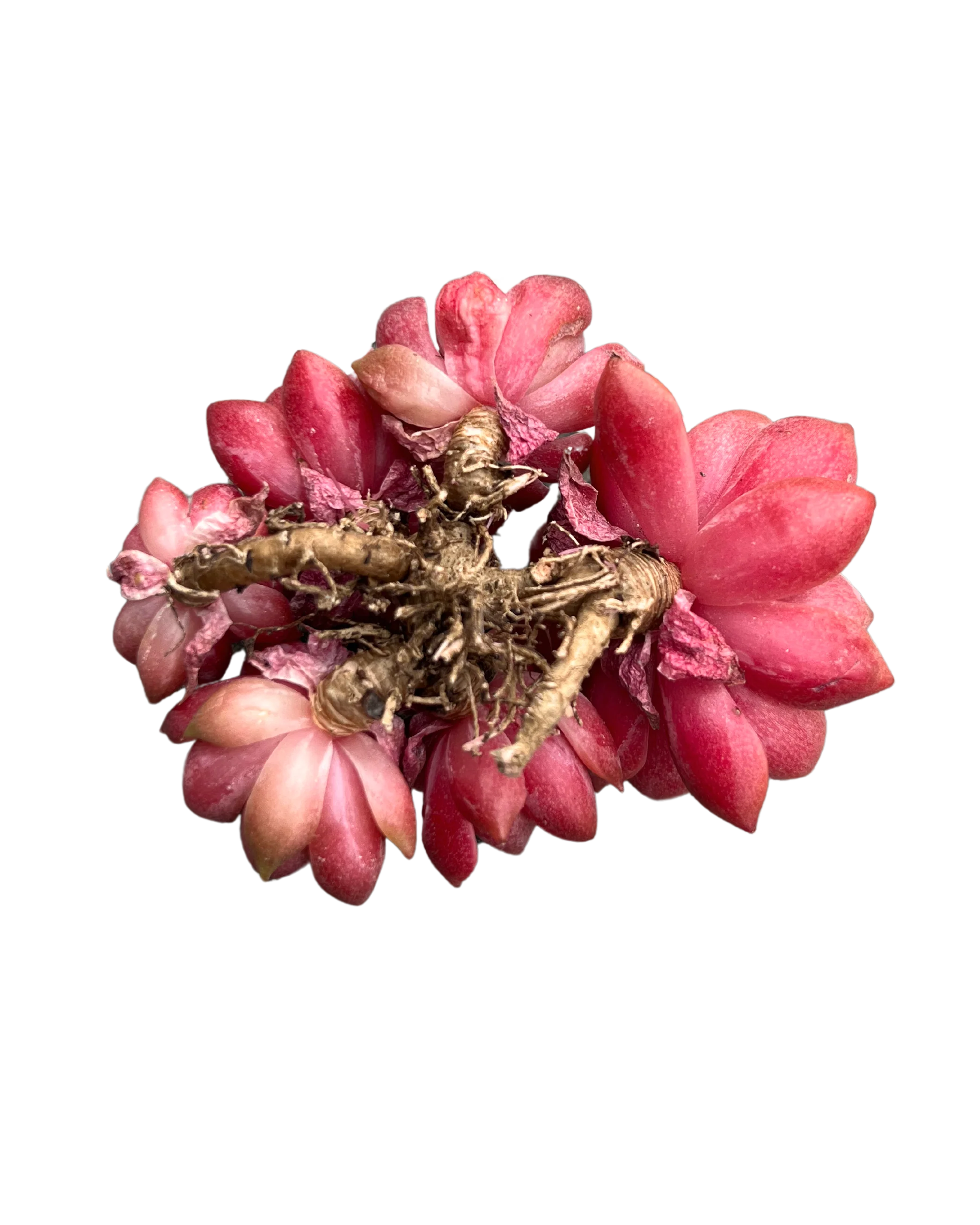 Echeveria Roman - Image 2