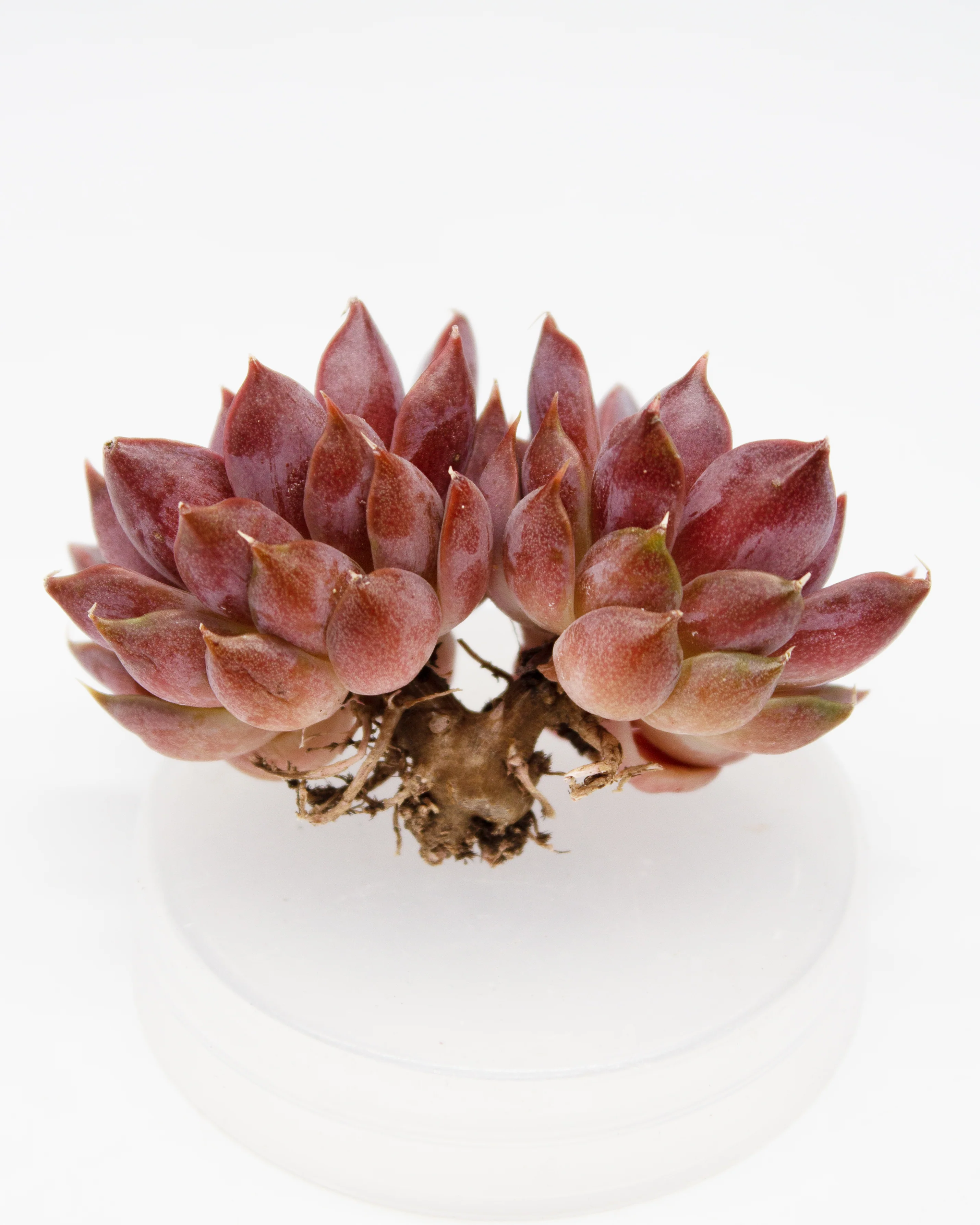 Echeveria Roman - Image 4