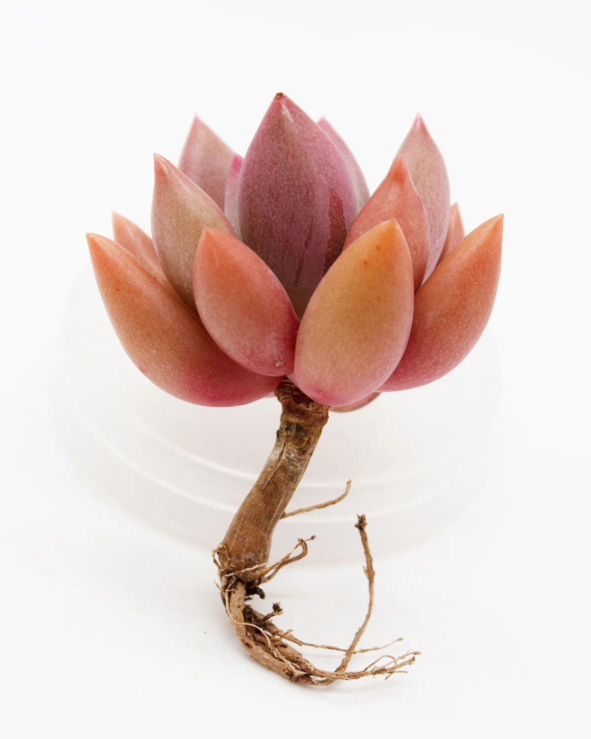 Echeveria Rubydona - Image 2