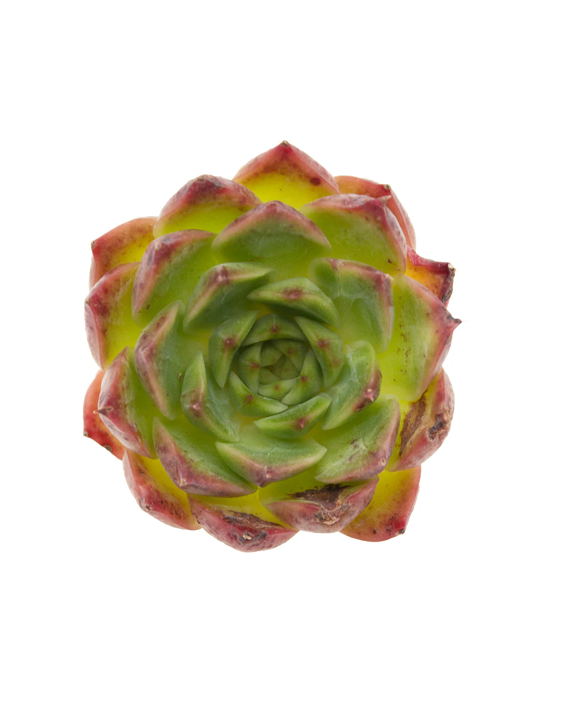 Echeveria Saint Lois - Image 3