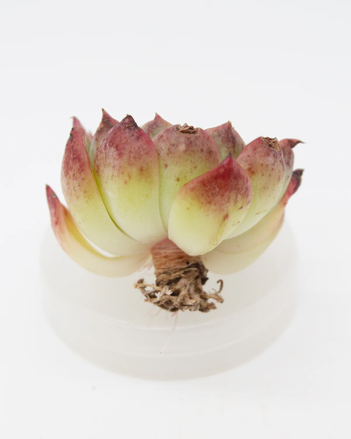 Echeveria Saint Lois - Image 4