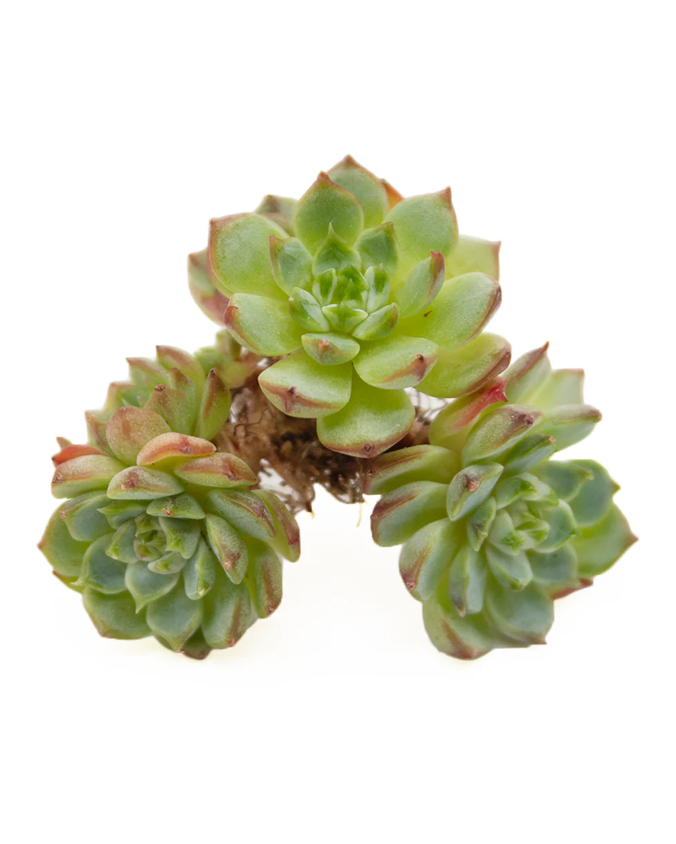 Echeveria Sara Himebotan - Image 3