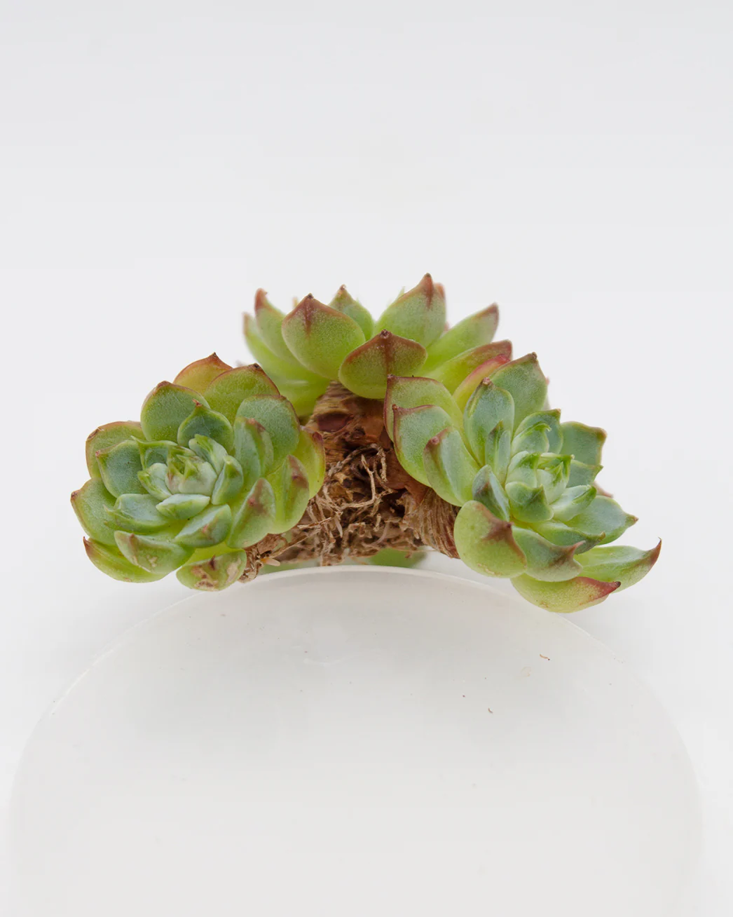 Echeveria Sara Himebotan - Image 4