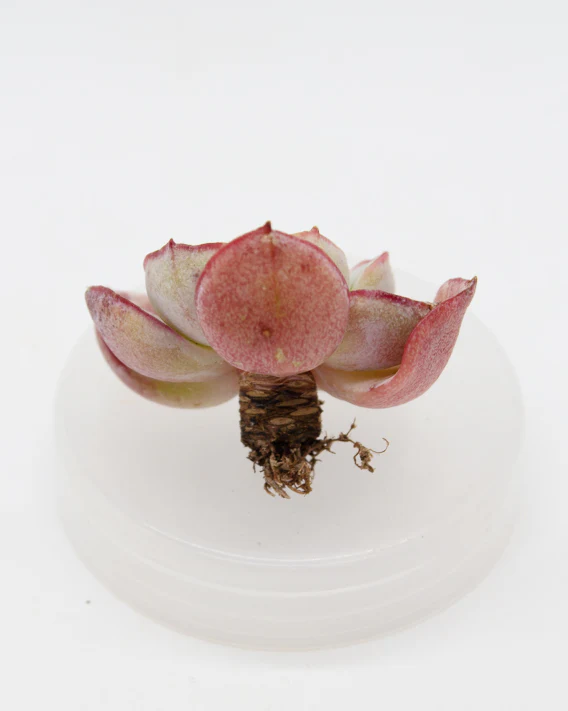 Echeveria Sbucorymbosa Lau 026 - Image 2