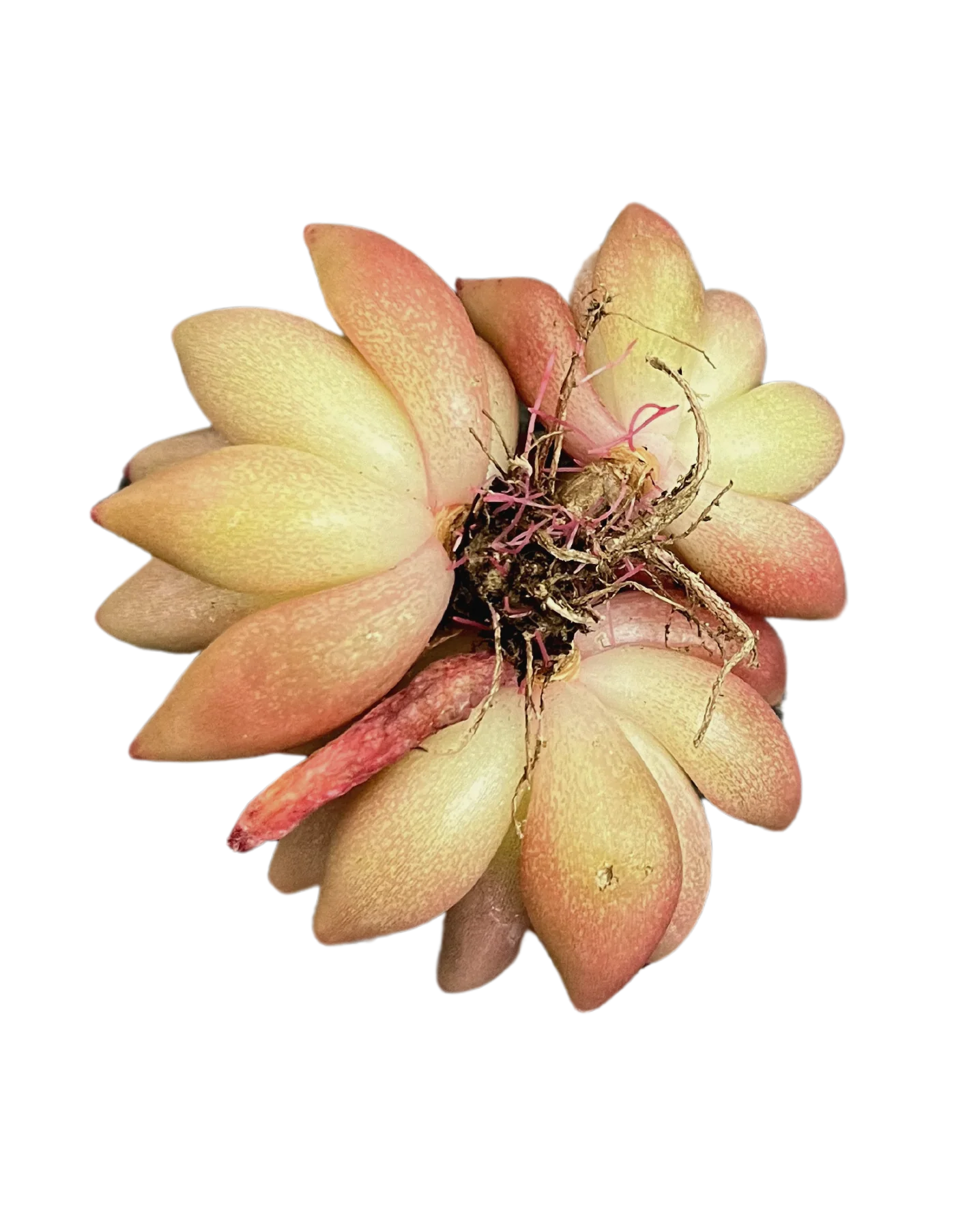 Echeveria Shaikh - Image 2