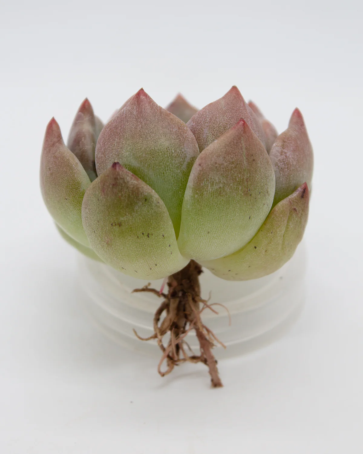 Echeveria Shallot - Image 2