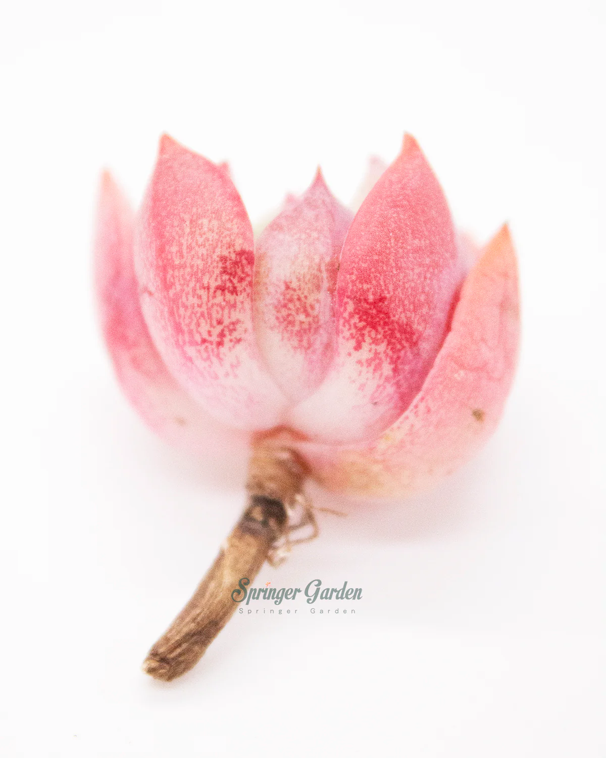 Echeveria Salmon - Image 5