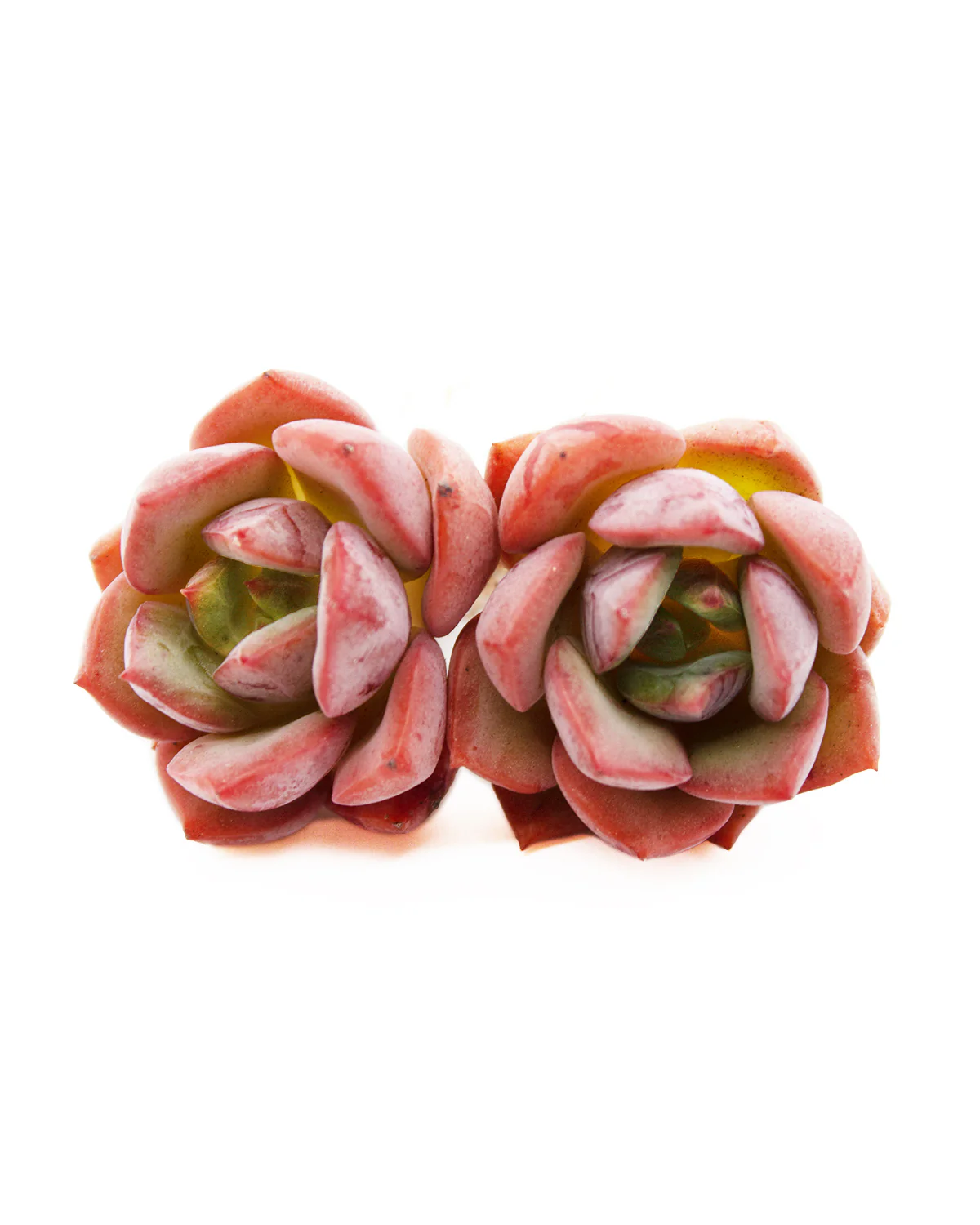 Echeveria Salmon - Image 6