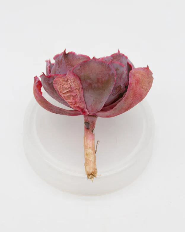 Echeveria Shaviana Madre del Sur - Image 2