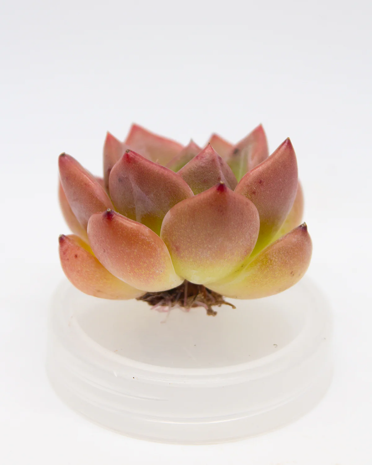 Echeveria Shylo - Image 2