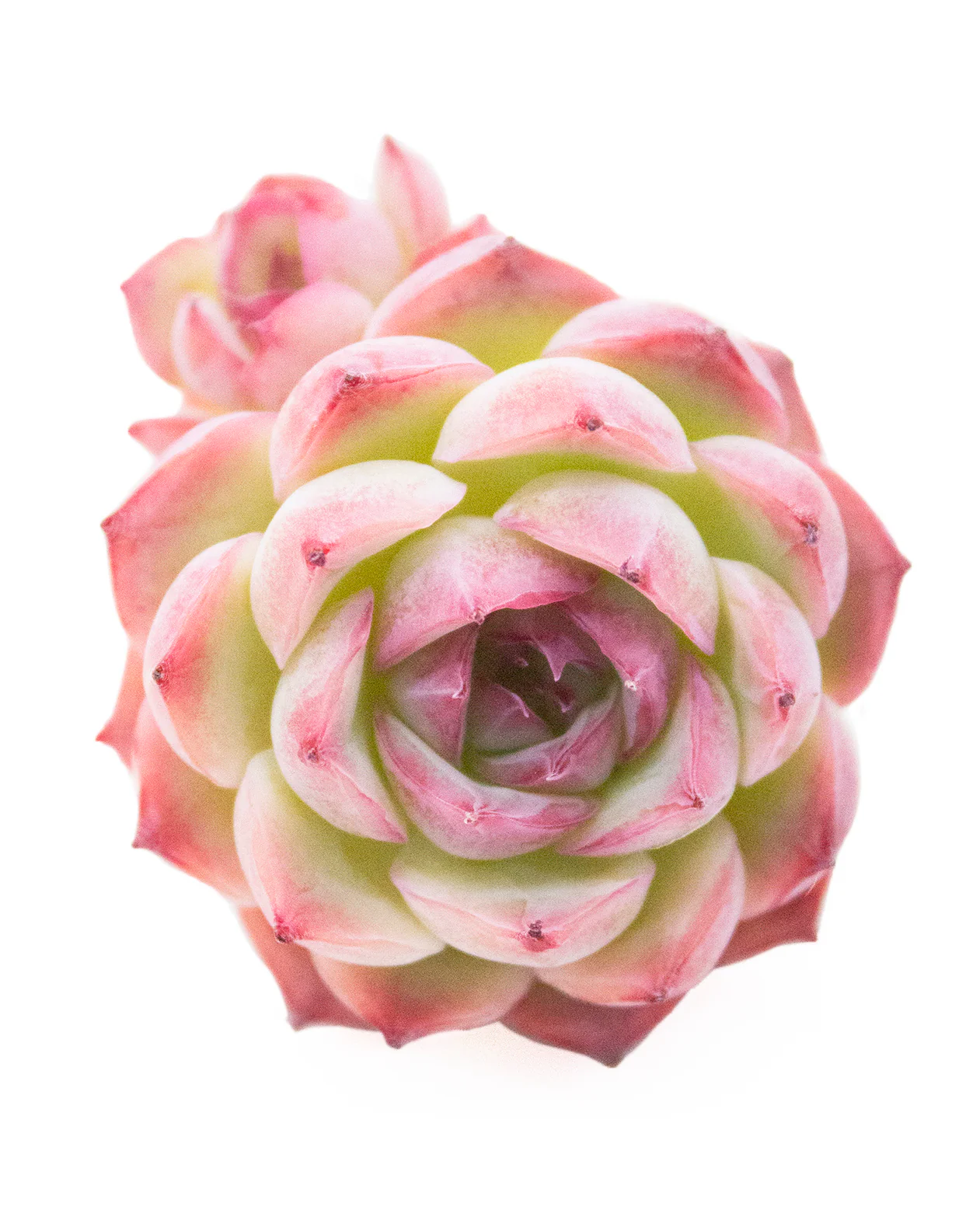 Echeveria Silhouette - Image 2