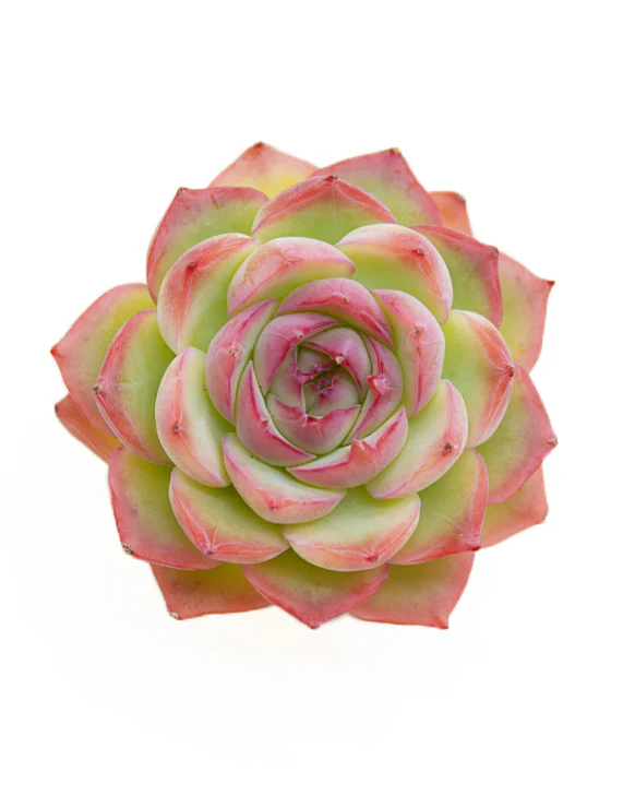 Echeveria Silhouette - Image 3