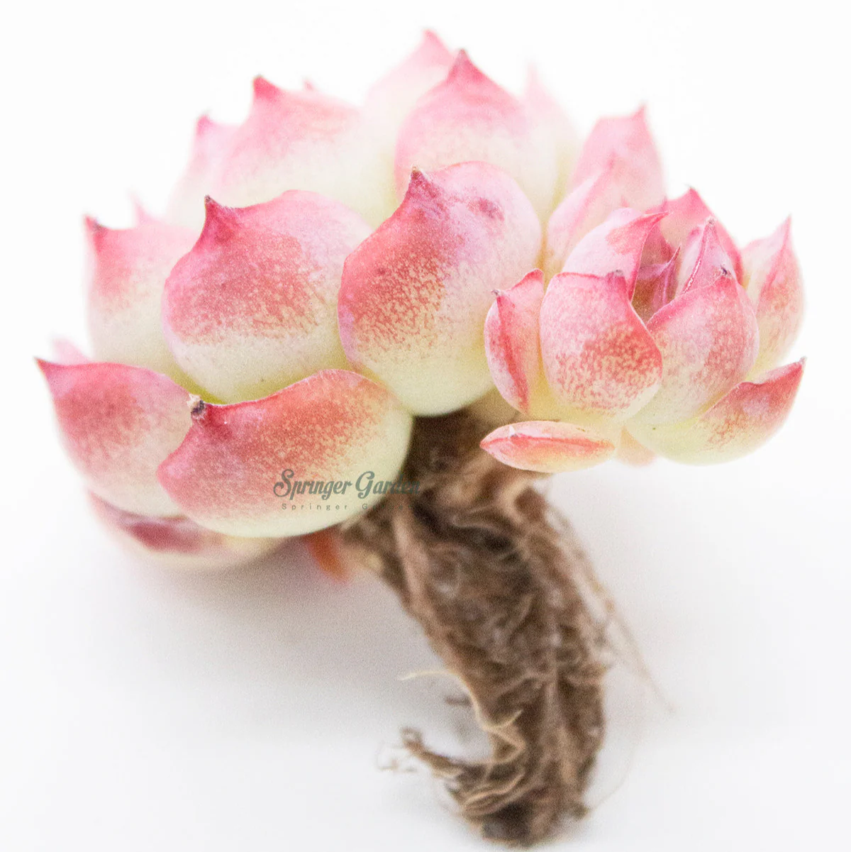 Echeveria Silhouette - Image 6