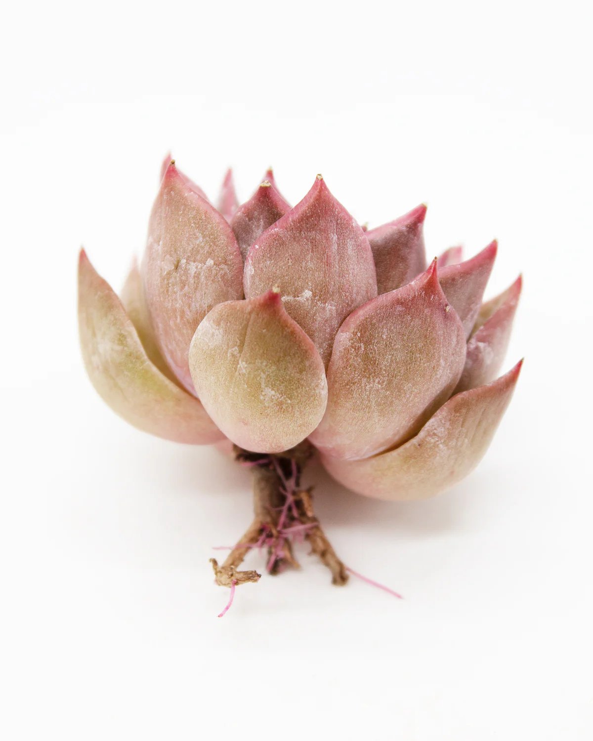 Echeveria 'Silonica' - Image 2