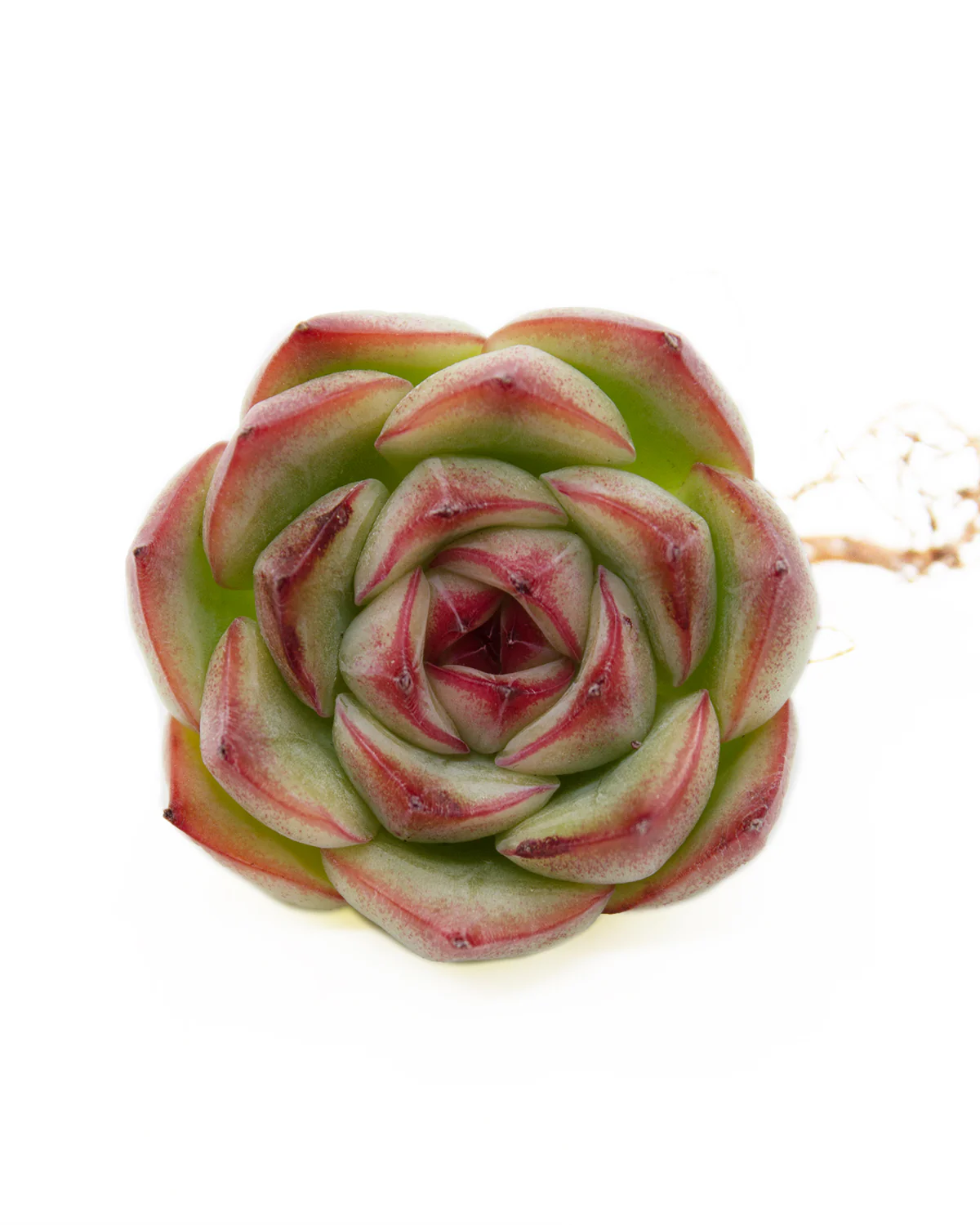 Echeveria Silhouence - Image 3