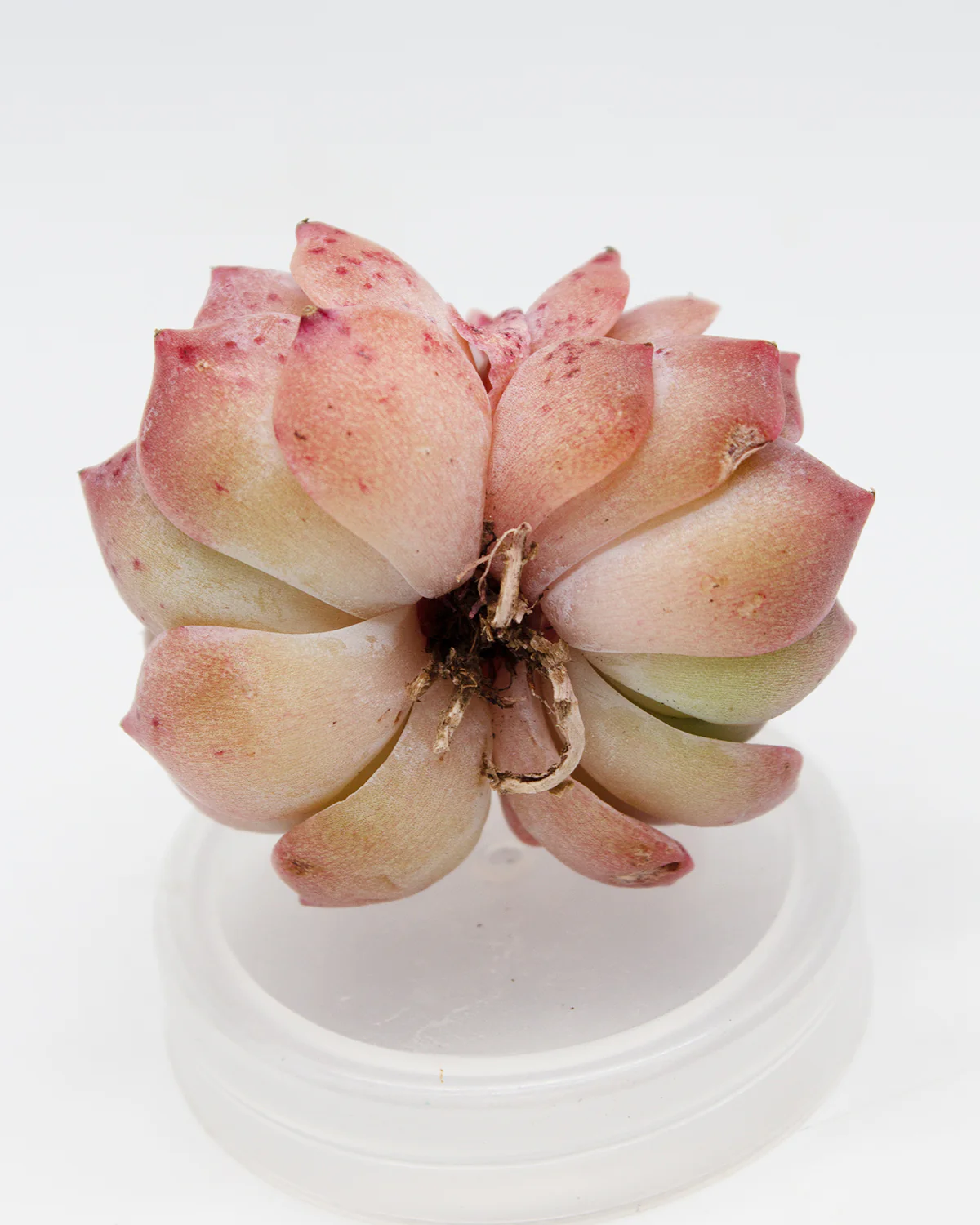 Echeveria Snow - Image 2
