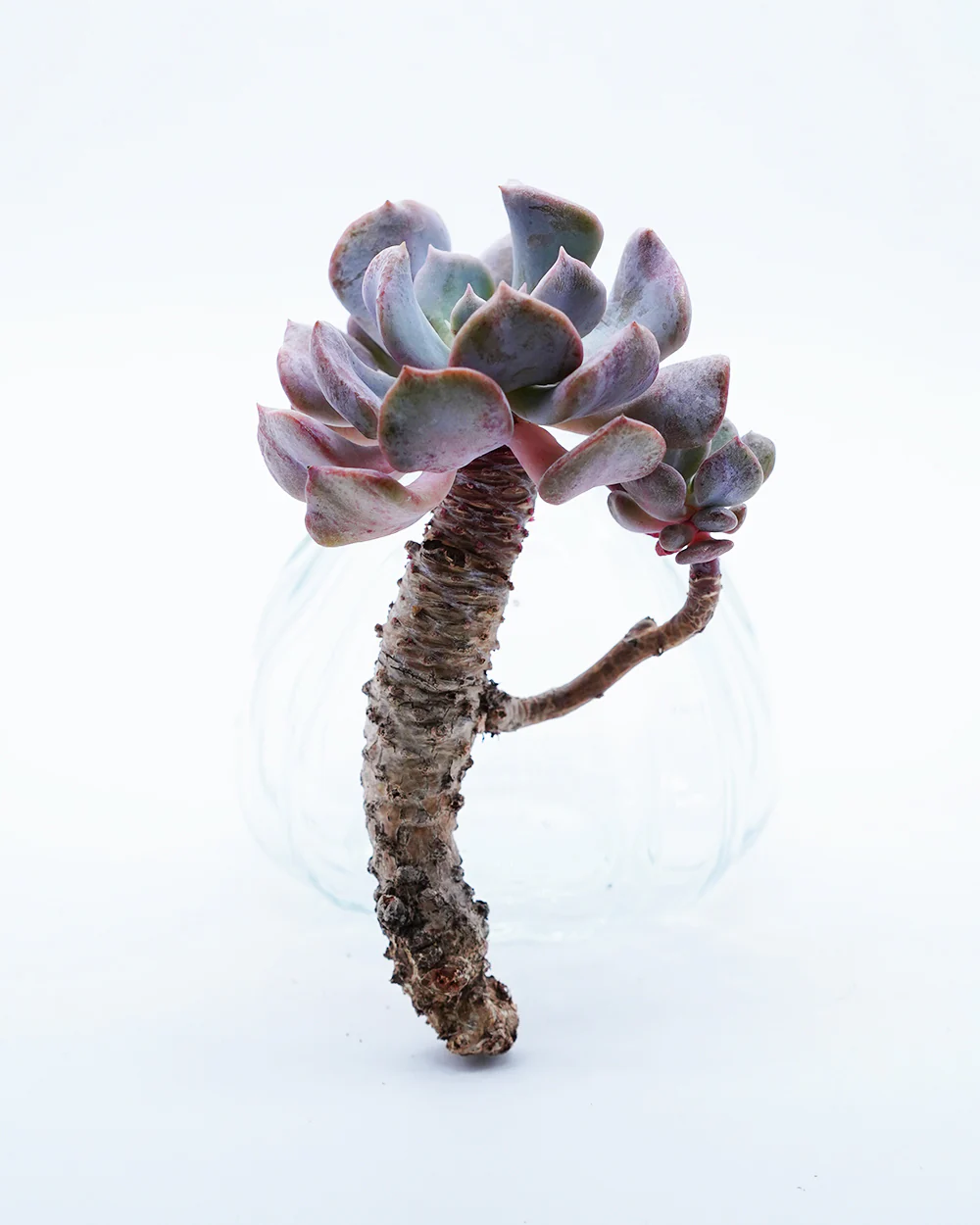 Echeveria Snow Elf - Image 2