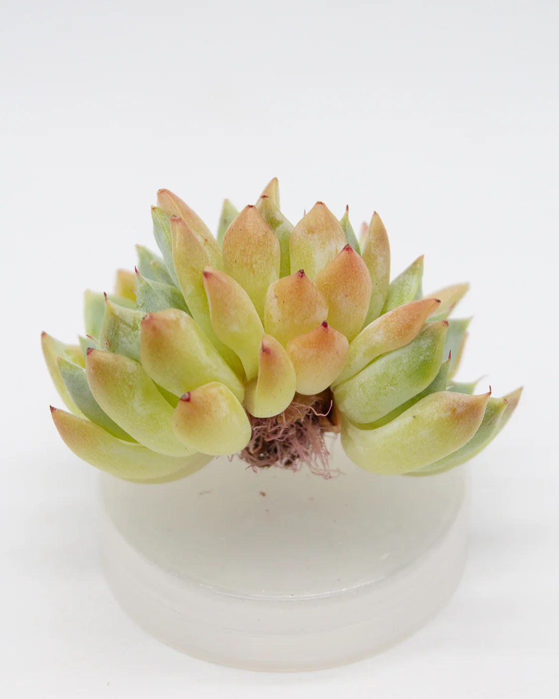 Echeveria sp. - Image 2