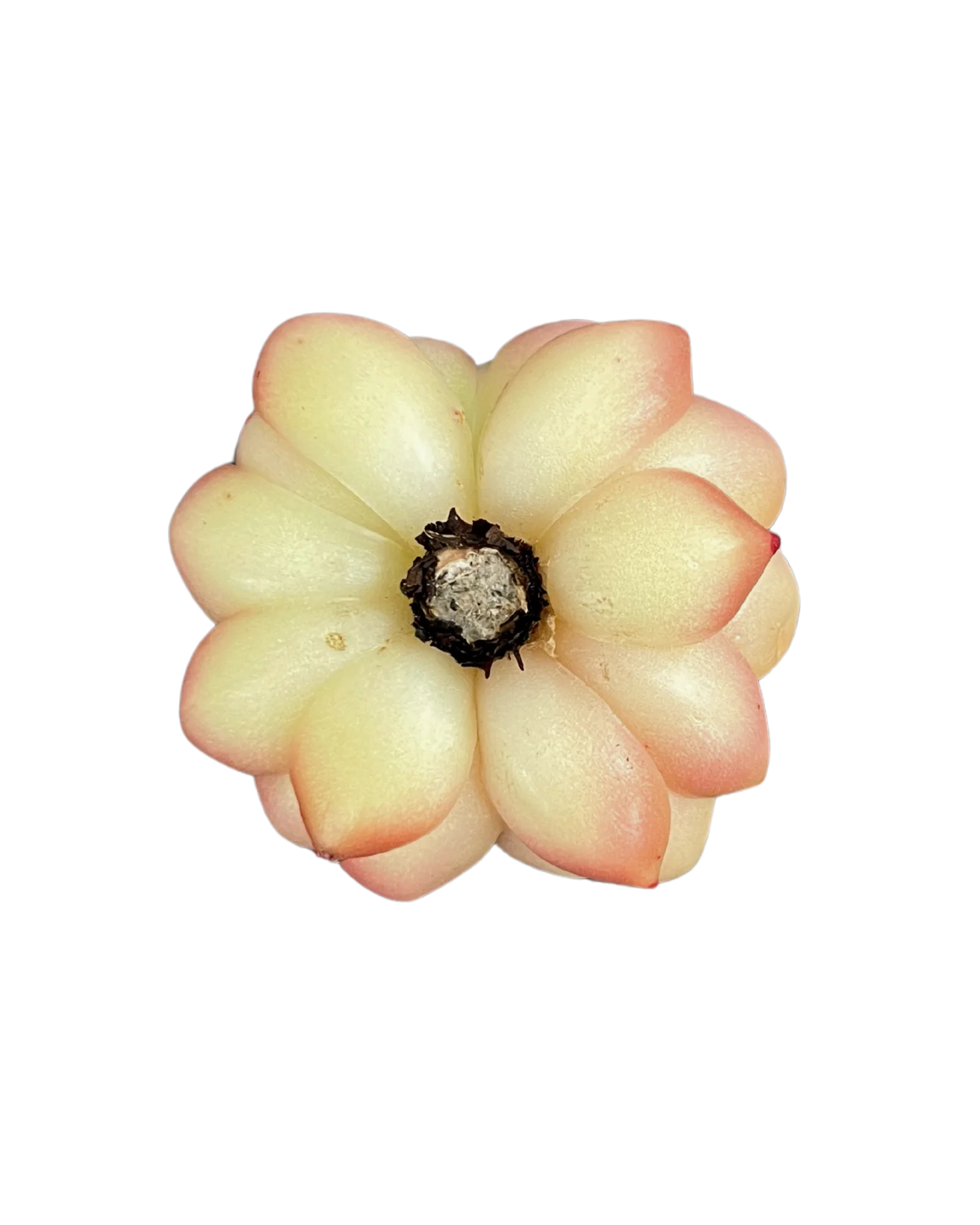 Echeveria Spicy - Image 2
