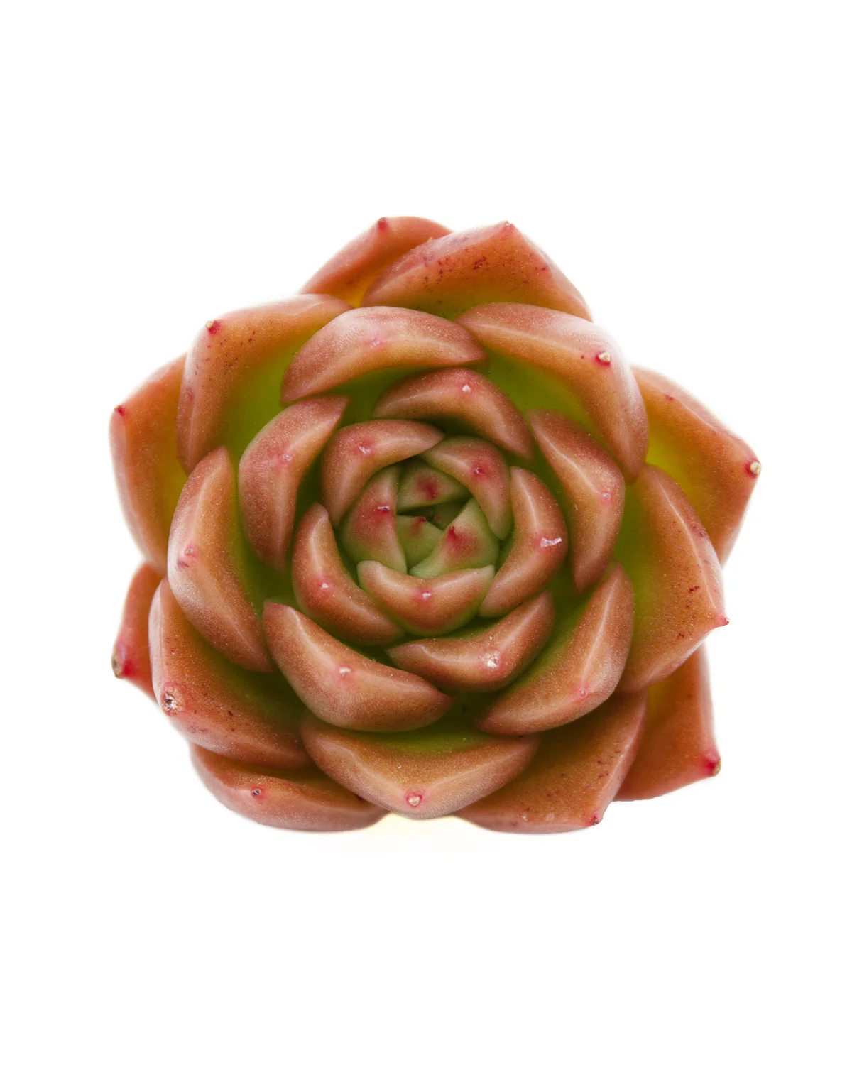 Echeveria Spicy - Image 5