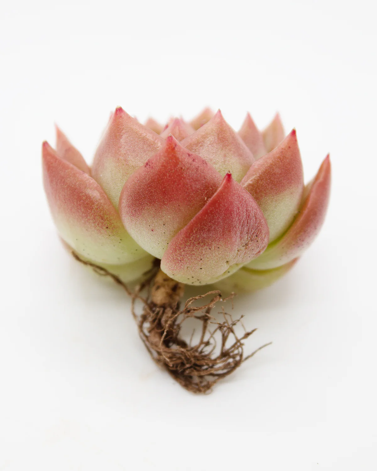Echeveria Spicy - Image 6