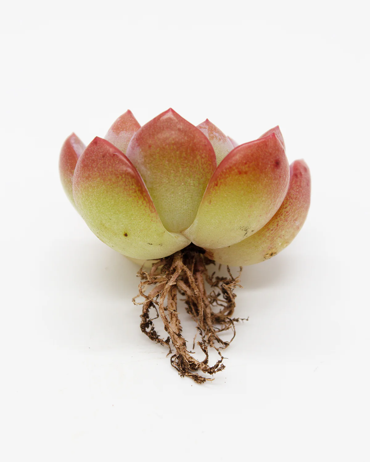 Echeveria Star Mark - Image 6