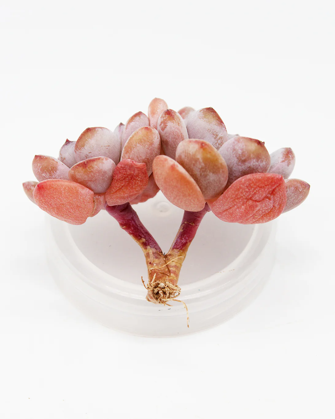 Echeveria Star Snow - Image 2